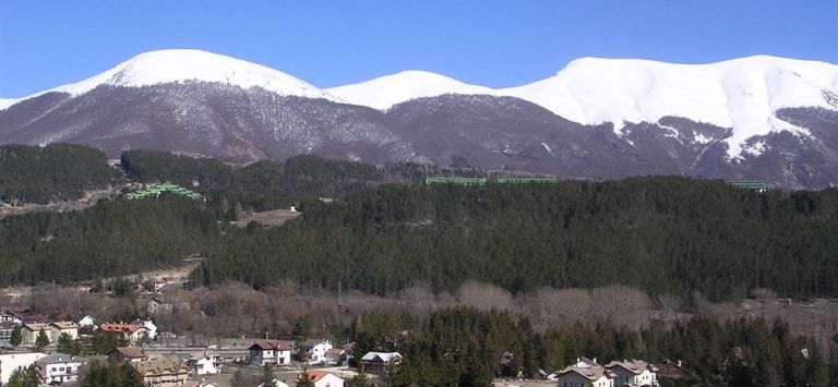 Orso Bianco