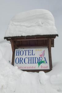 Orchidea
