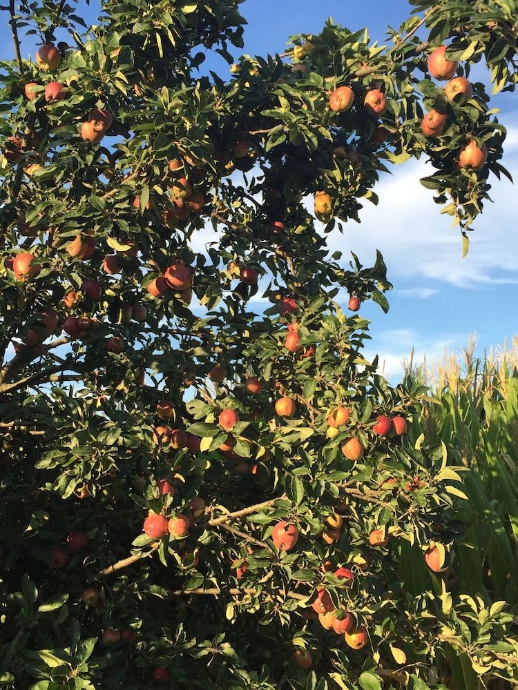 Frutteto Dei Babbi