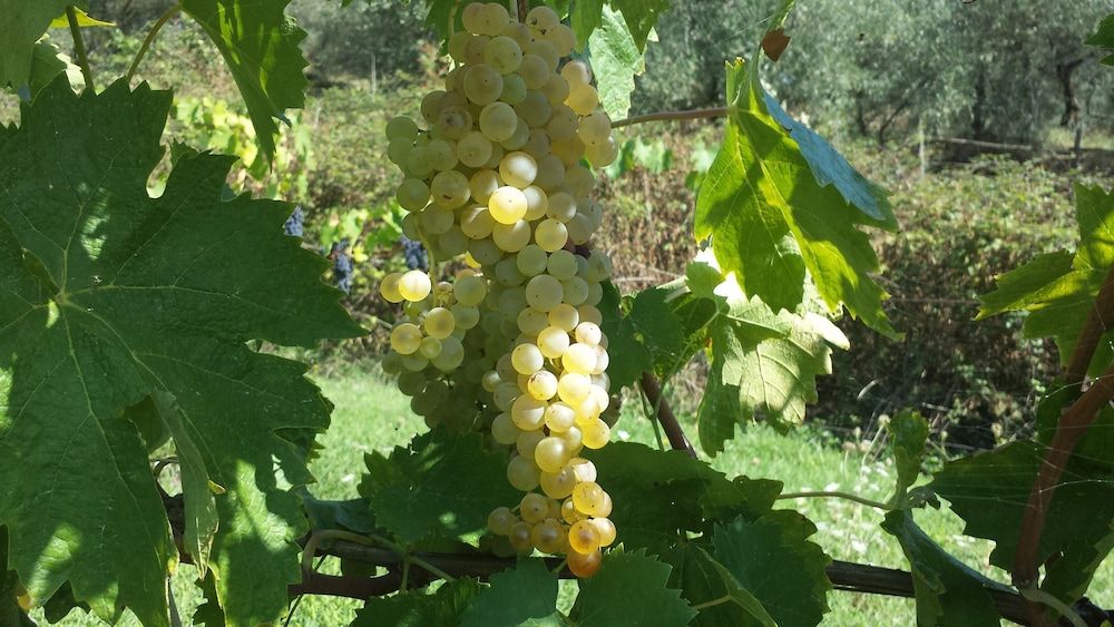 Fattoria di Petrognano