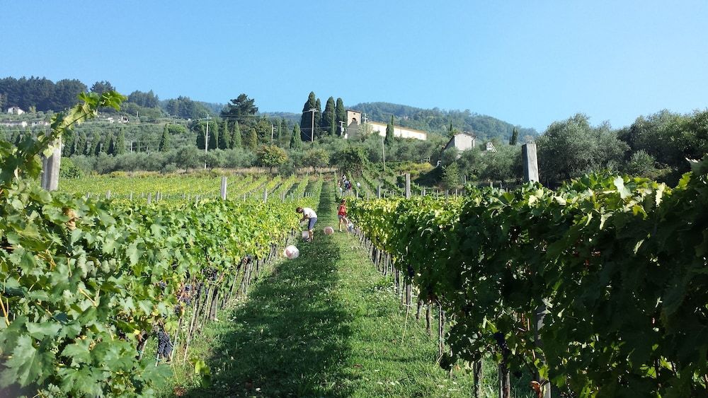 Fattoria di Petrognano