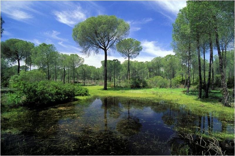 El Cortijo De Los Mimbrales