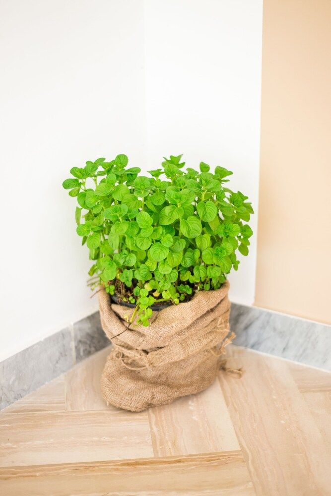 B&B Menta E Limone