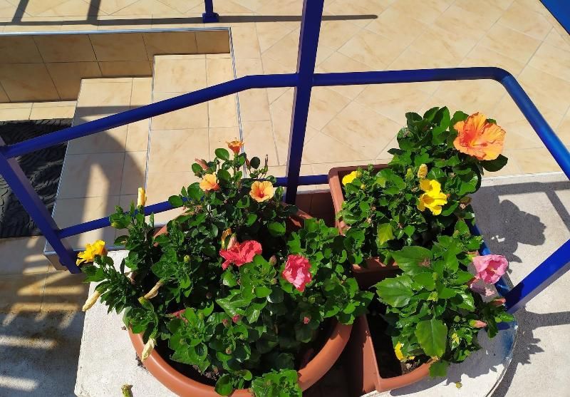 Coccinella