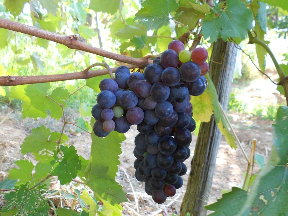 Agrituristica Torre Cocciani
