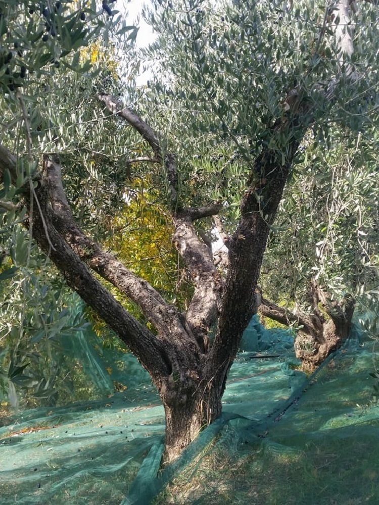 Fattoria La Cona