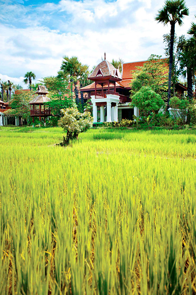Dhara Dhevi