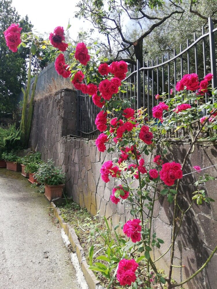 Il Giardino