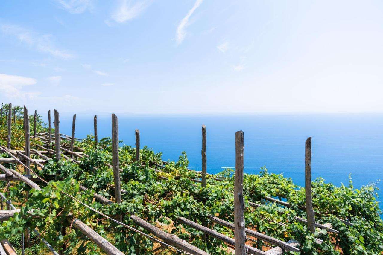 La Vigna di Bacco