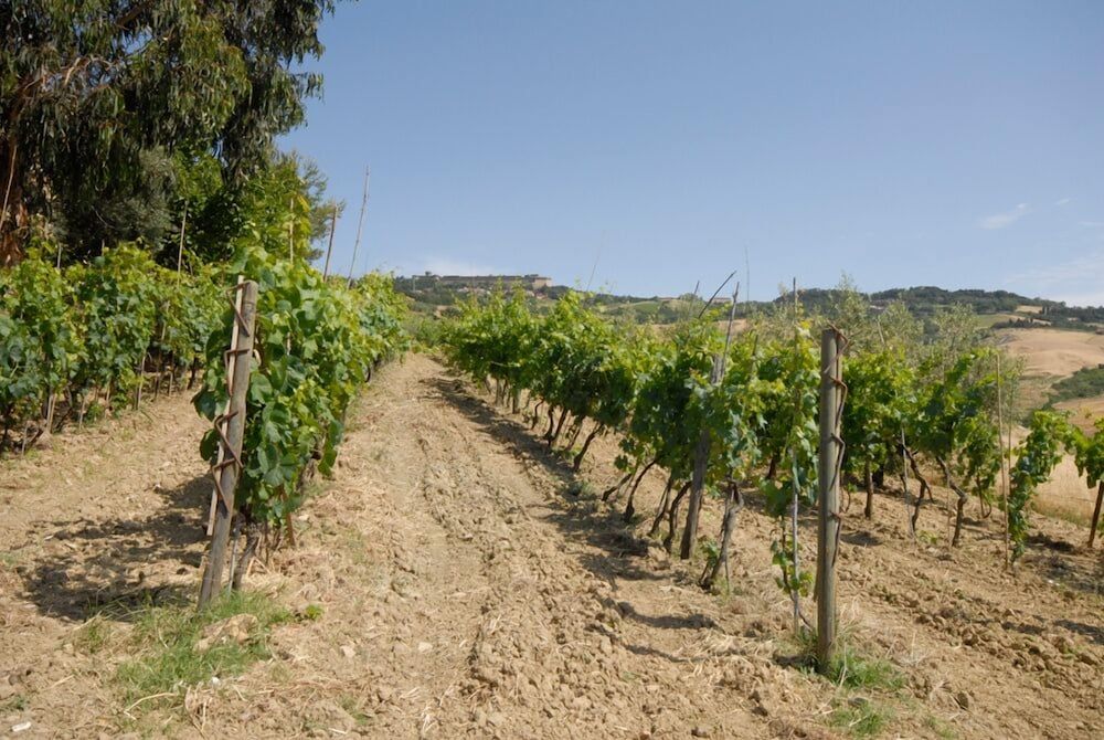 Agriturismo Mannaioni