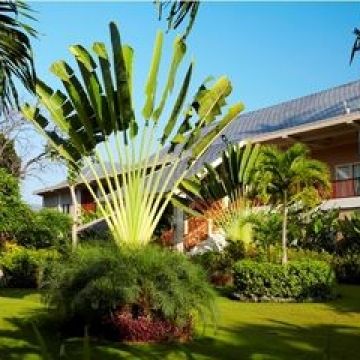 The Lovina Bali