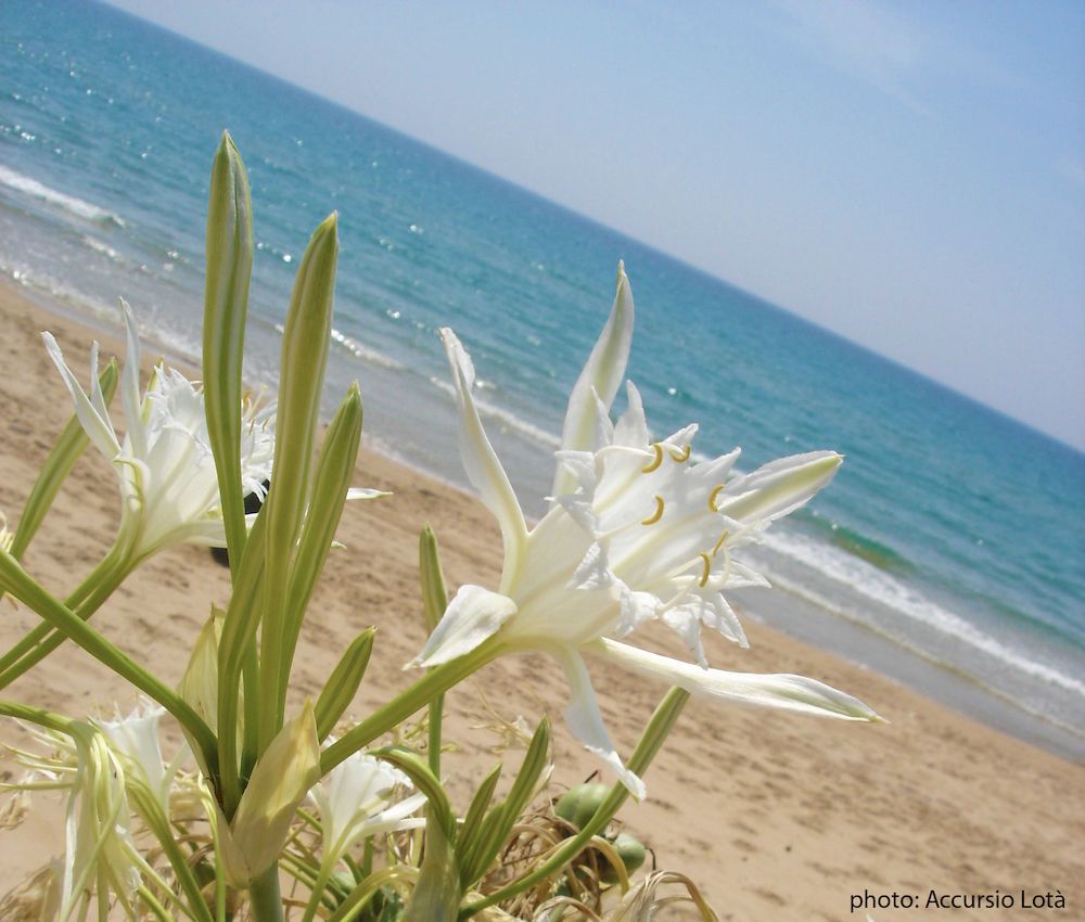 Villa Fiori Beach