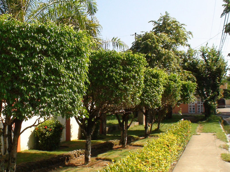 El Colibri
