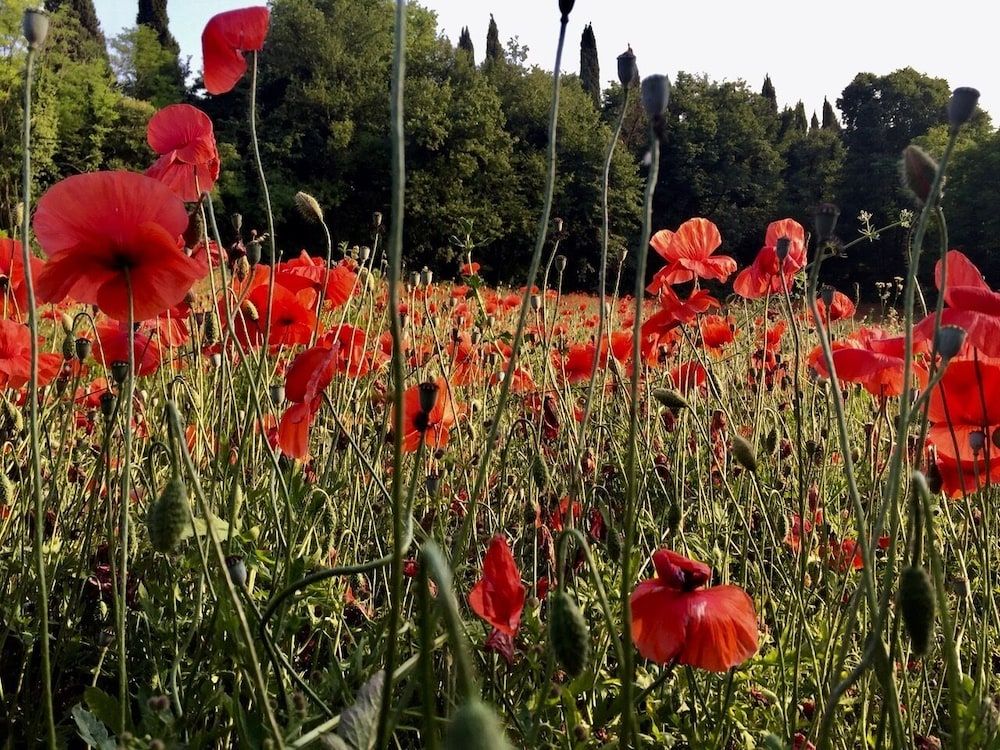 Agriturismo Solimago