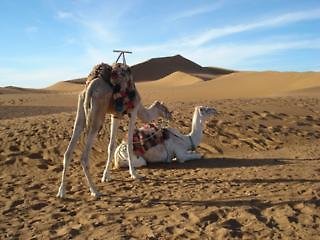 Bivouac Les Dunes De Tinfou