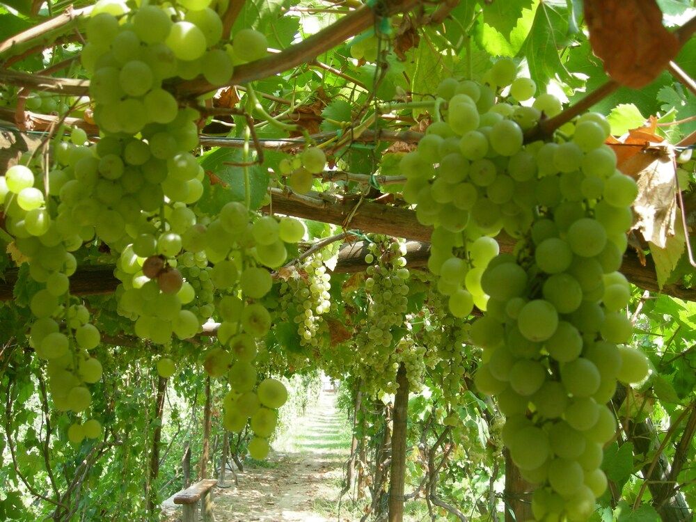 Albergo La Vigna