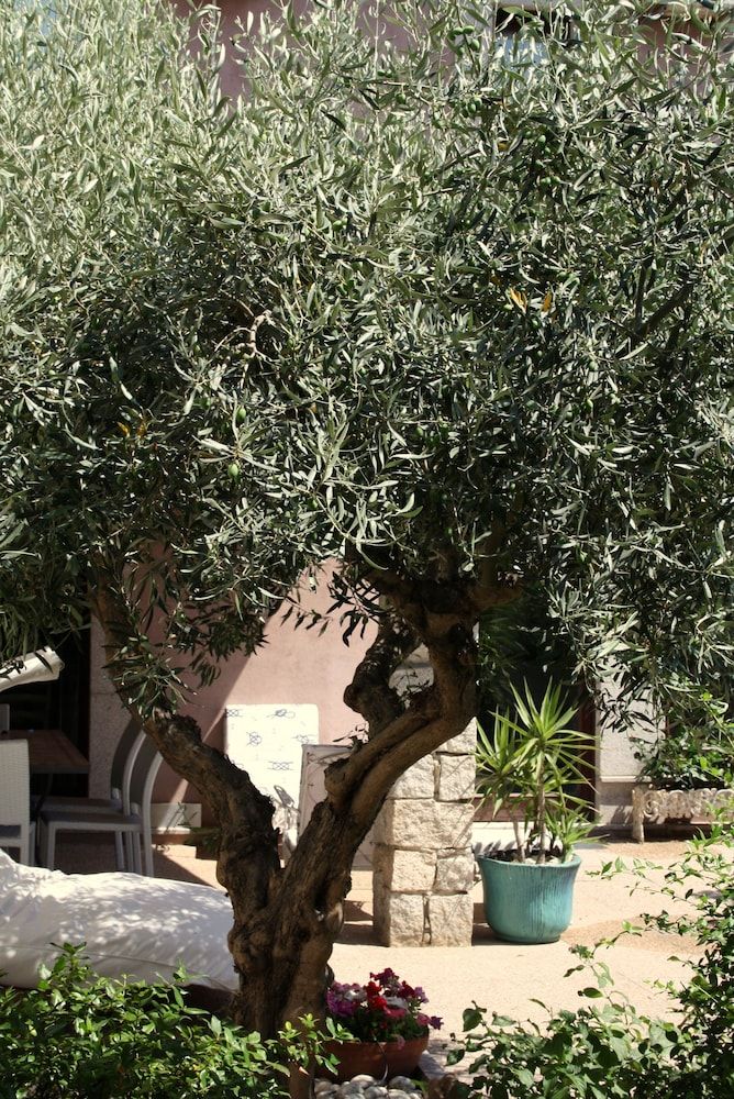 Hibiscus B&B