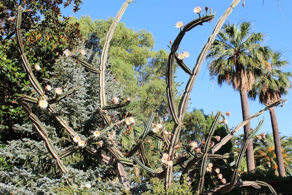 Finca Cas Sant