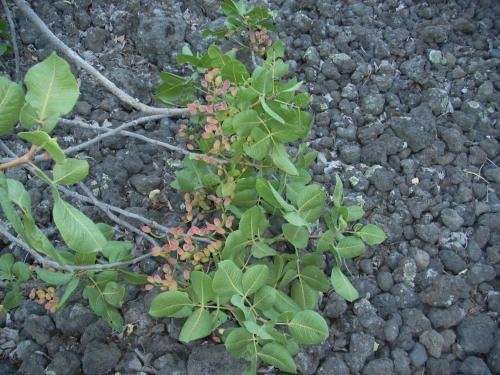 Eurelios