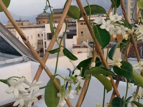 La Terrazza su Palermo