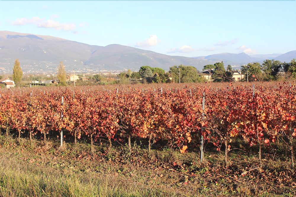 Agriturismo Fratelli Angelucci