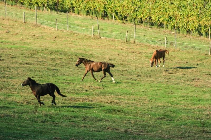 The Tuscan Collection