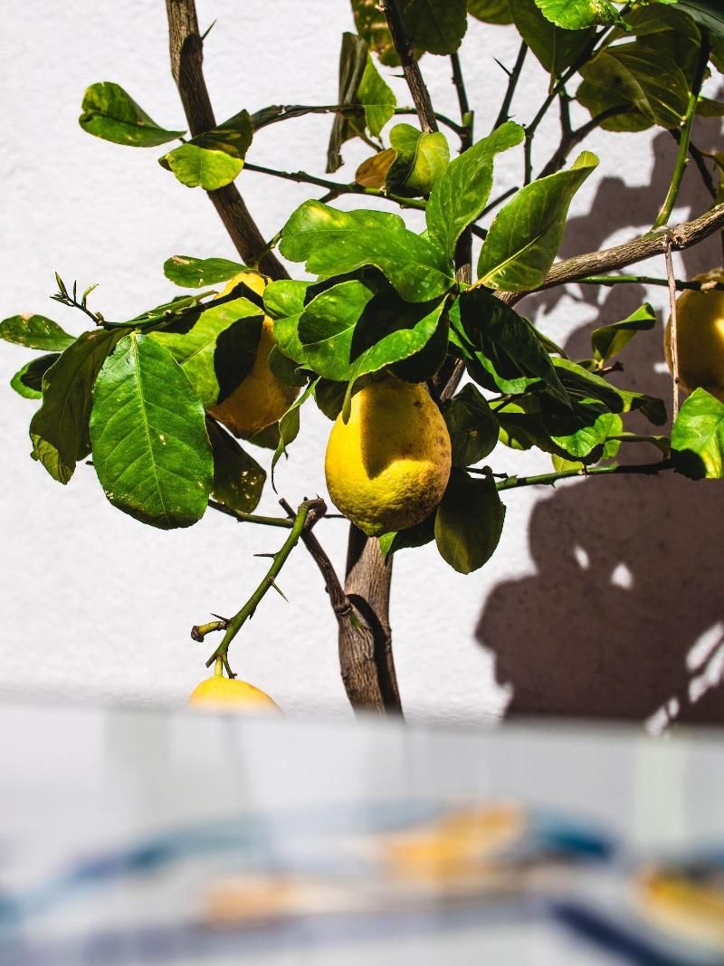 B&B Casa Cesare Sorrento Coast