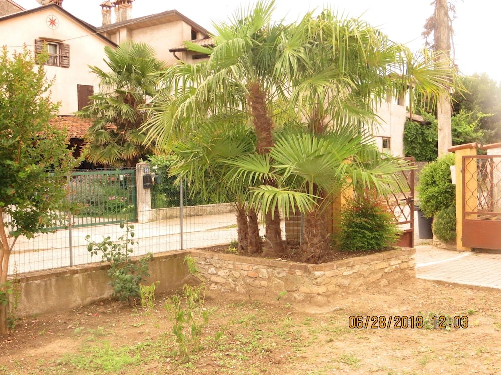 5 Palme