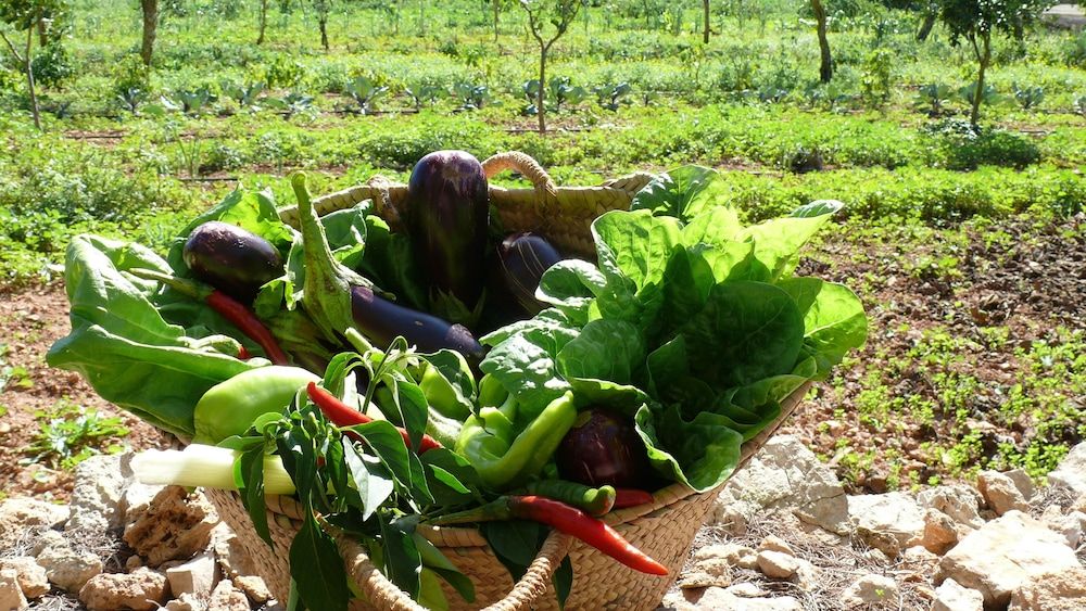 Finca Sa Carrotja