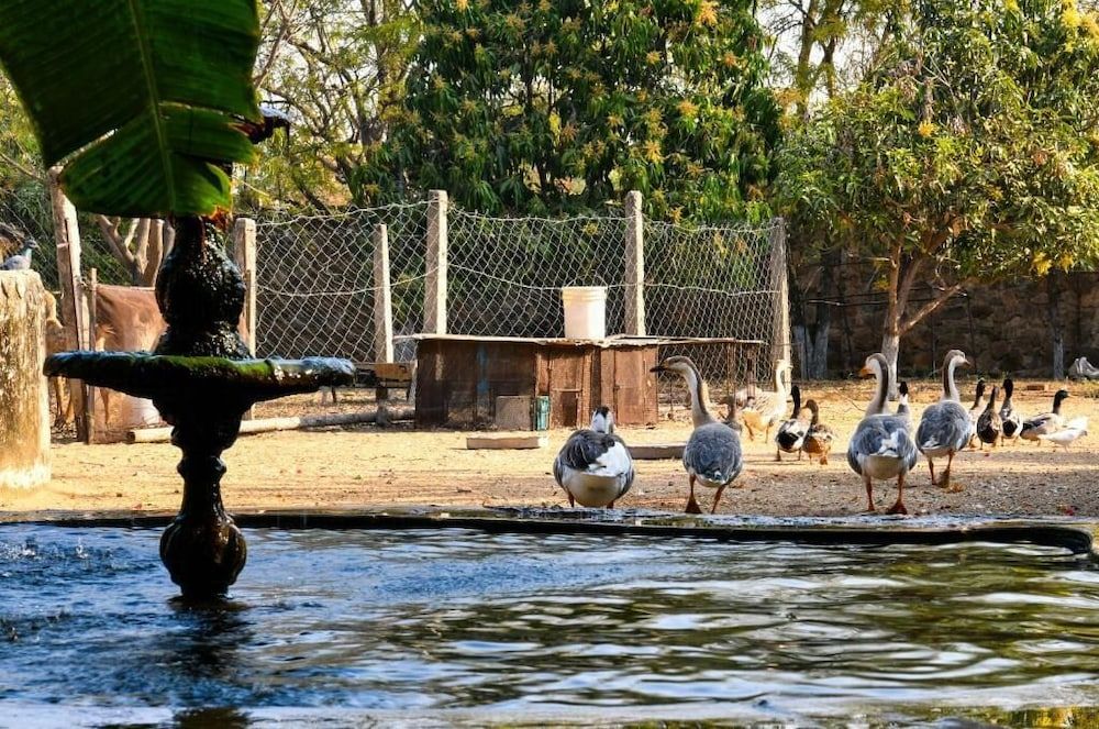 Clarks Safari Pushkar