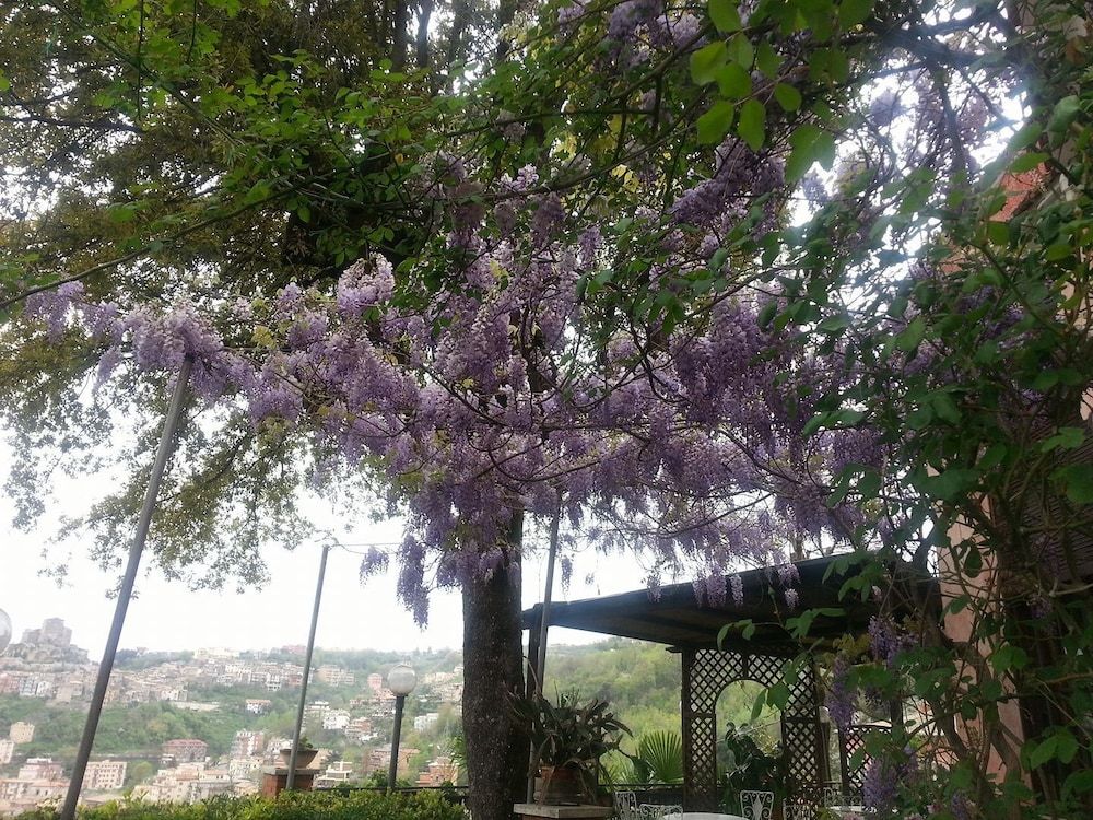 Belvedere