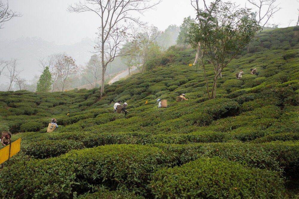 Puttabong Cottage, Darjeeling