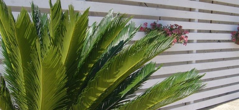 Cuore di Palme