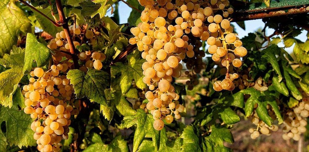 Azienda Agricola Vesevus Sorrentino Vini