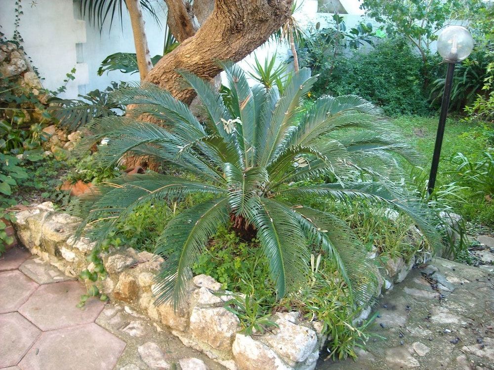 La Rosa Antica B&B