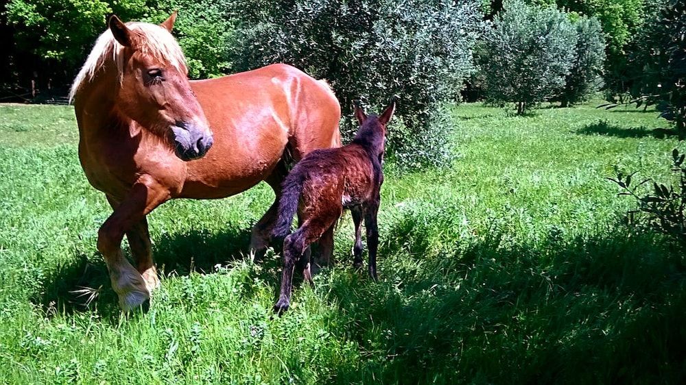 Agriturismo Parcodainonni