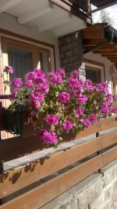 Primula