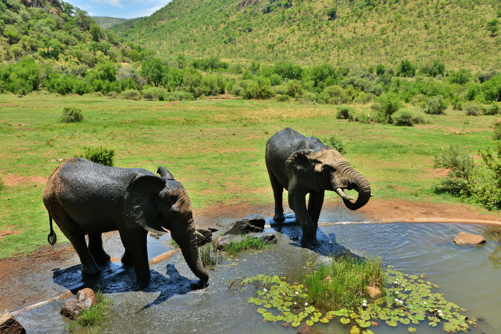 Kwa Maritane Bush Lodge
