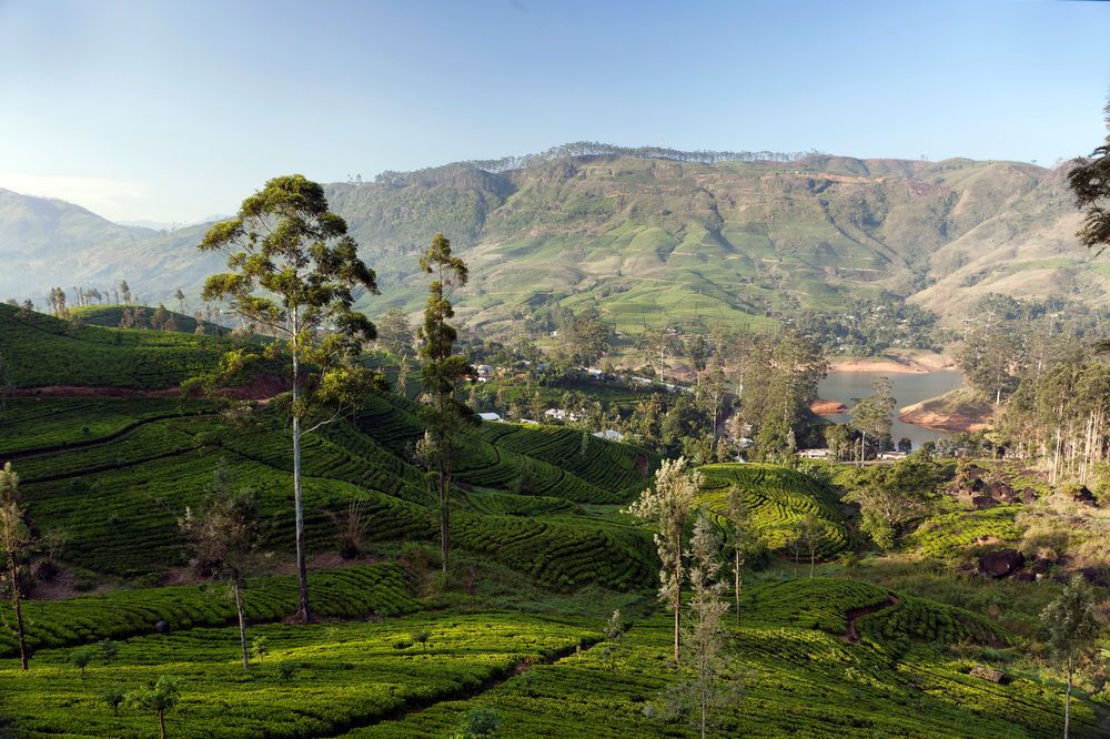 Ceylon Tea Trails