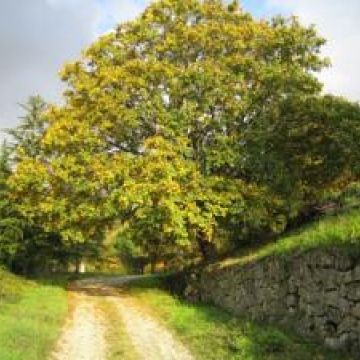 Le Roghete