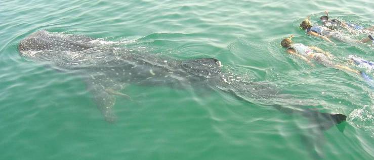 Wayak Holbox