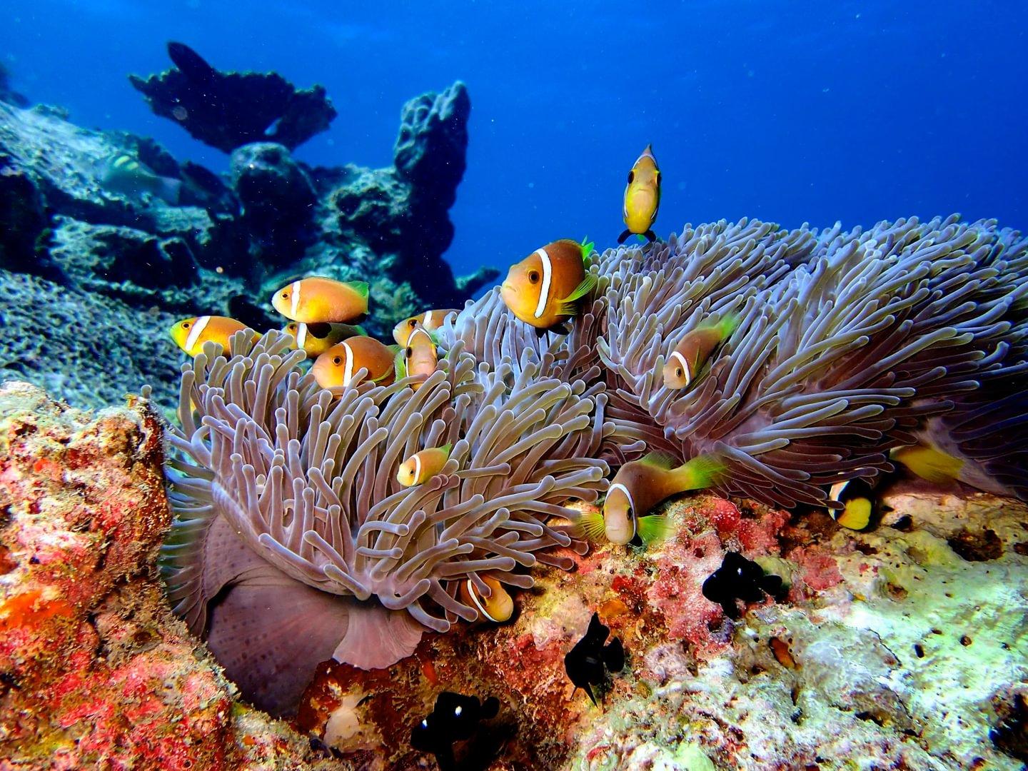 Eri Maldives