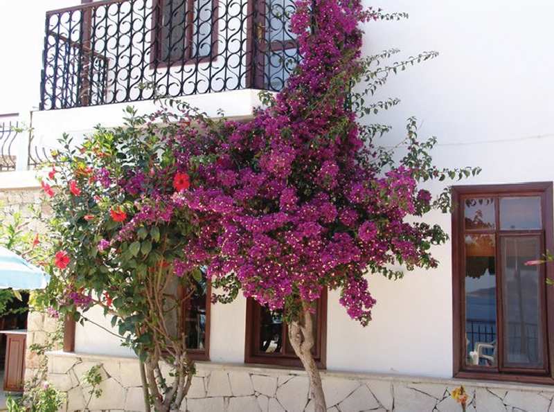 Amphora