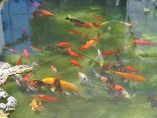 Los Pepe