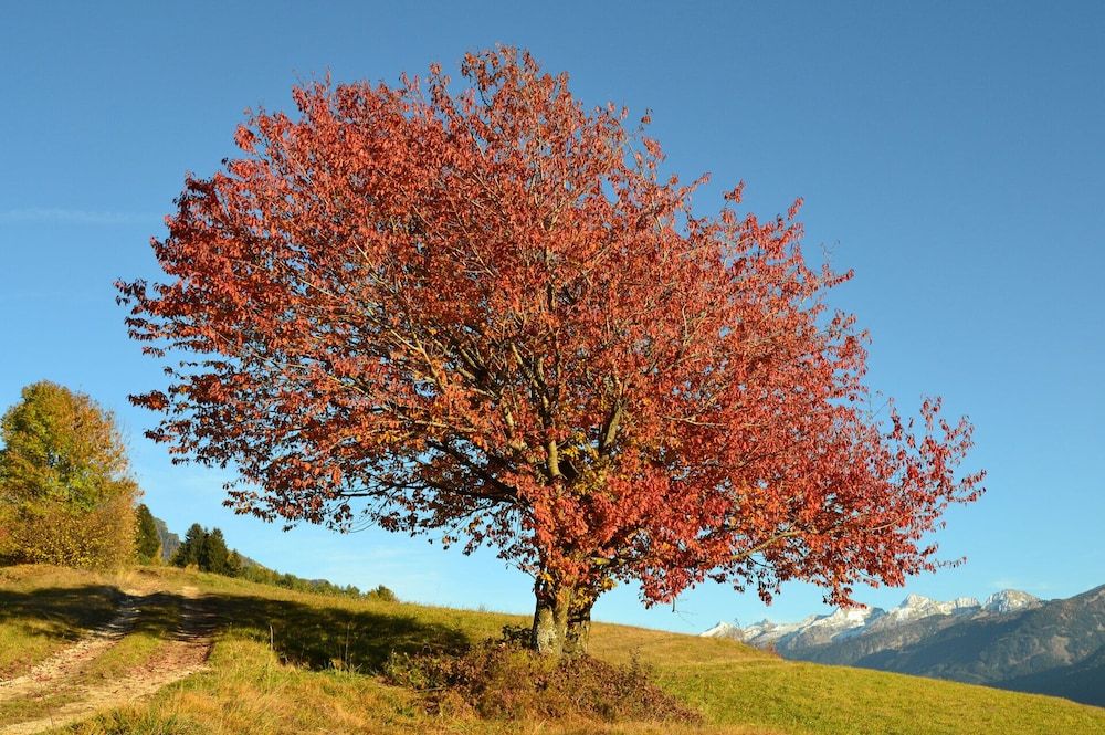 Alpino