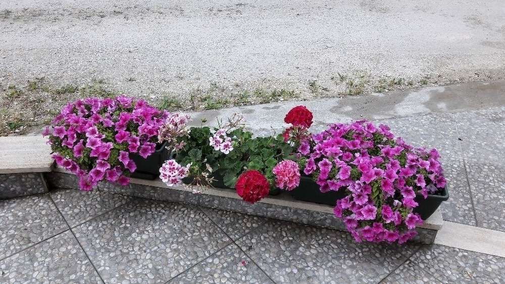 Il Roseto