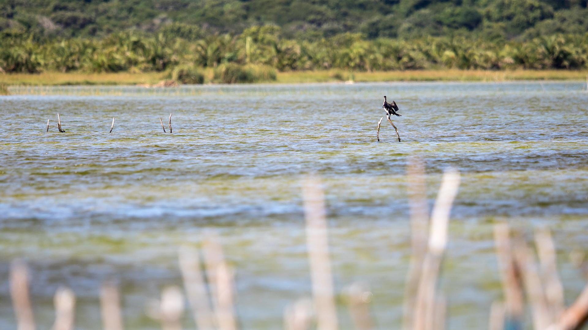 Royal Thonga Safari Lodge