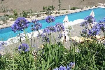 Chumbera Azul