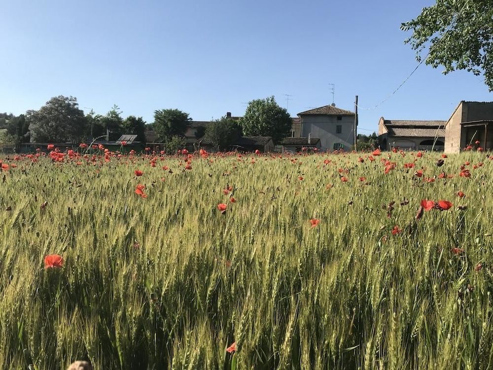 Tra I Campi Di Papaveri
