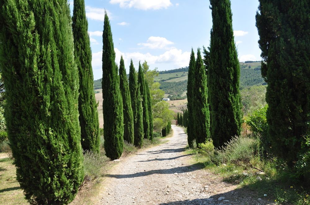 Campocane Oaks